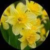springdaffodils